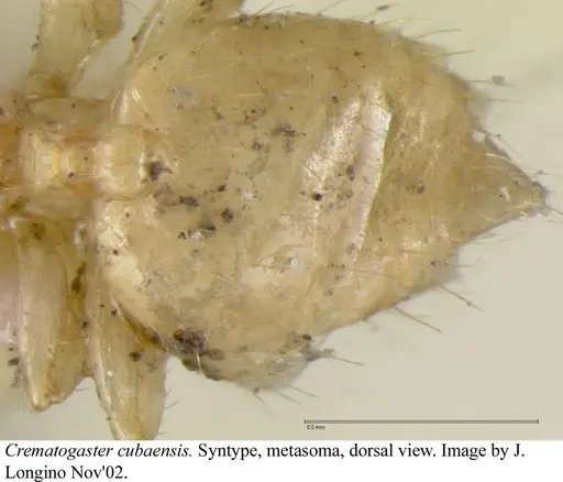 Crematogaster cubaensis specimen JTLC000003132 image jtlc000003132_2
