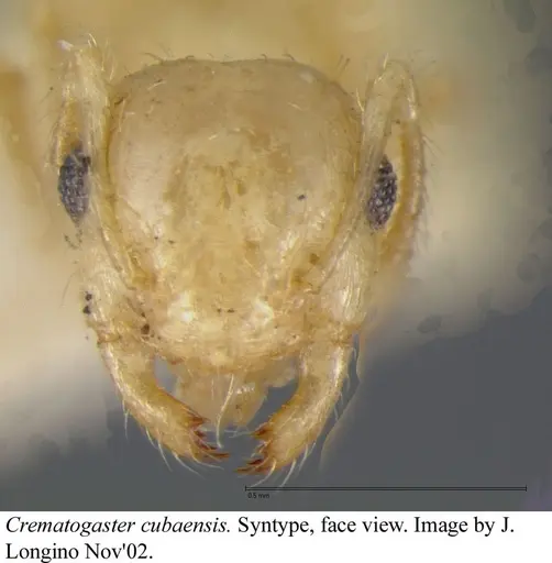 Crematogaster cubaensis specimen JTLC000003132 image jtlc000003132_3
