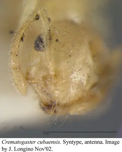Crematogaster cubaensis specimen JTLC000003132 image jtlc000003132_4