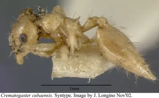 Crematogaster cubaensis specimen JTLC000003132 image jtlc000003132_5