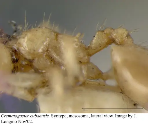 Crematogaster cubaensis specimen JTLC000003132 image jtlc000003132_6