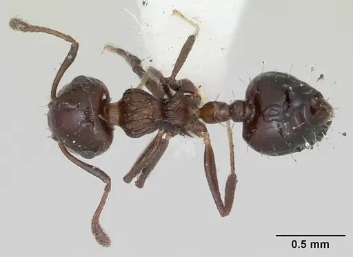 Crematogaster curvispinosa specimen CASENT0173308 image casent0173308_1