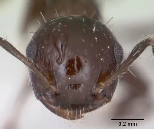 Crematogaster curvispinosa specimen CASENT0173308 image casent0173308_2