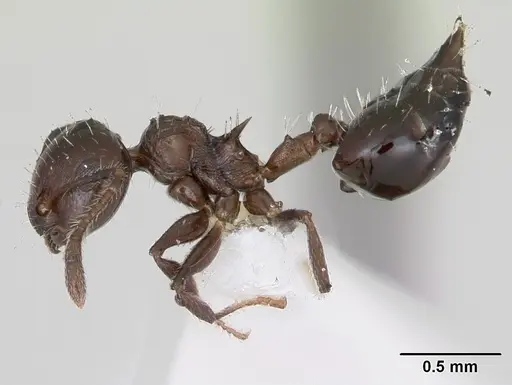Crematogaster curvispinosa specimen CASENT0173308 image casent0173308_3