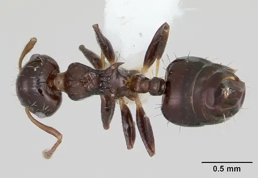 Crematogaster curvispinosa specimen CASENT0173936 image casent0173936_1