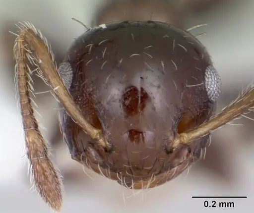 Crematogaster curvispinosa specimen CASENT0173936 image casent0173936_2