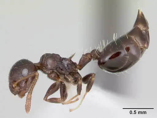 Crematogaster curvispinosa specimen CASENT0173936 image casent0173936_3