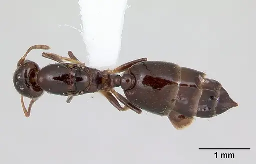 Crematogaster curvispinosa specimen CASENT0173937 image casent0173937_1