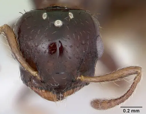 Crematogaster curvispinosa specimen CASENT0173937 image casent0173937_2