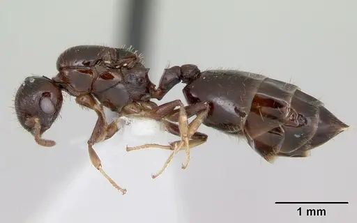 Crematogaster curvispinosa specimen CASENT0173937 image casent0173937_3