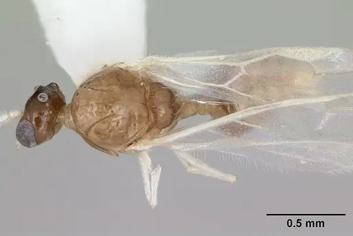 Crematogaster curvispinosa specimen CASENT0173938 image casent0173938_1