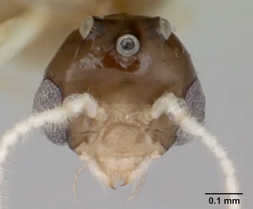 Crematogaster curvispinosa specimen CASENT0173938 image casent0173938_2