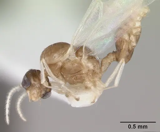 Crematogaster curvispinosa specimen CASENT0173938 image casent0173938_3