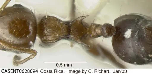 Crematogaster curvispinosa specimen CASENT0628094 image casent0628094_1