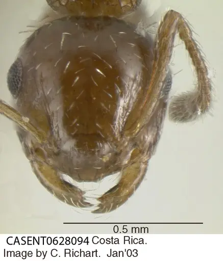 Crematogaster curvispinosa specimen CASENT0628094 image casent0628094_2