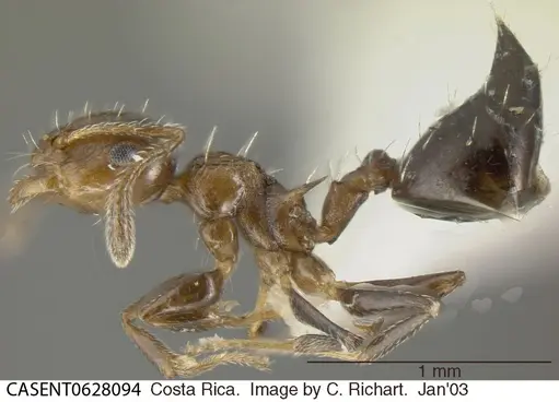 Crematogaster curvispinosa specimen CASENT0628094 image casent0628094_3