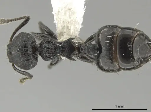 Crematogaster curvispinosa specimen CASENT0649922 image casent0649922_1