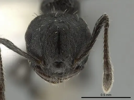 Crematogaster curvispinosa specimen CASENT0649922 image casent0649922_2