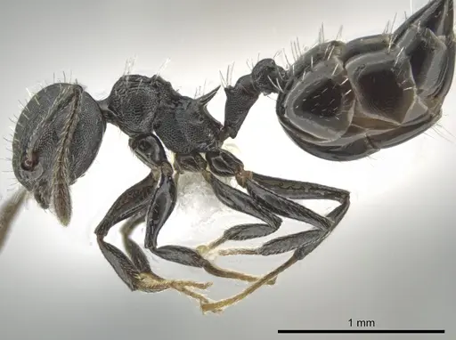 Crematogaster curvispinosa specimen CASENT0649922 image casent0649922_3