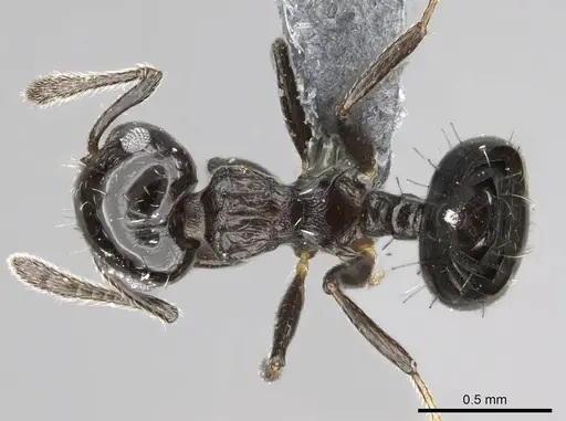 Crematogaster curvispinosa specimen CASENT0768054 image casent0768054_1