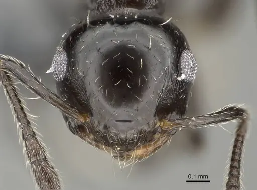Crematogaster curvispinosa specimen CASENT0768054 image casent0768054_2