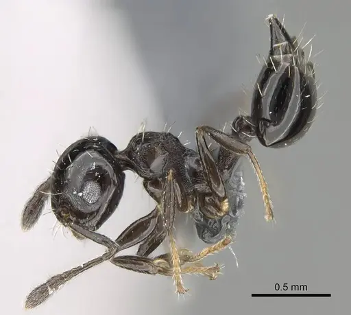 Crematogaster curvispinosa specimen CASENT0768054 image casent0768054_3