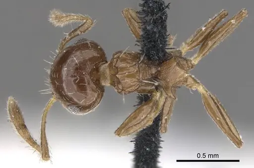 Crematogaster curvispinosa specimen CASENT0902168 image casent0902168_1