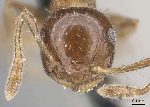 Crematogaster curvispinosa specimen CASENT0902168 image casent0902168_2