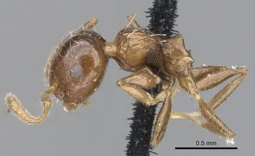 Crematogaster curvispinosa specimen CASENT0902168 image casent0902168_3