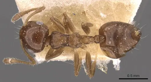 Crematogaster curvispinosa specimen CASENT0908411 image casent0908411_1