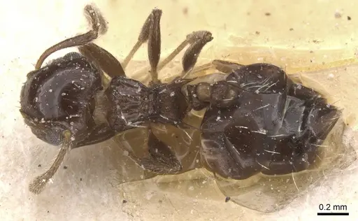 Crematogaster curvispinosa specimen CASENT0912765 image casent0912765_1