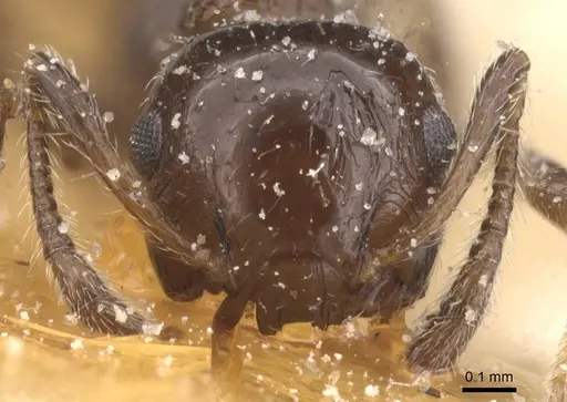 Crematogaster curvispinosa specimen CASENT0912765 image casent0912765_2