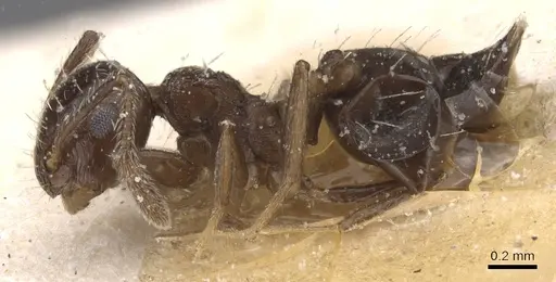 Crematogaster curvispinosa specimen CASENT0912765 image casent0912765_3