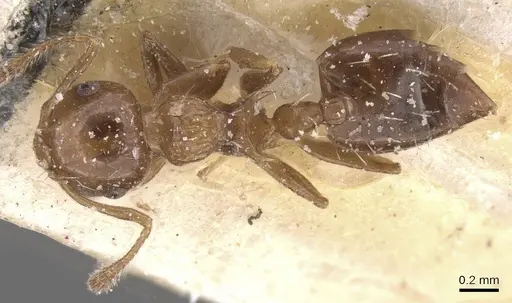 Crematogaster curvispinosa specimen CASENT0912766 image casent0912766_1