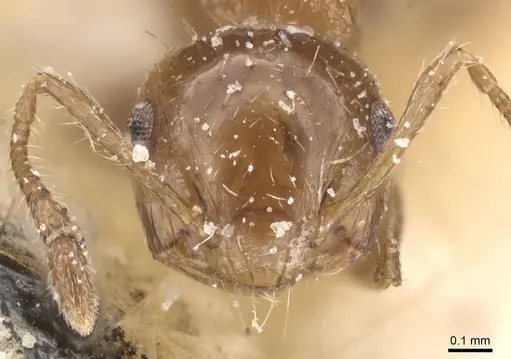 Crematogaster curvispinosa specimen CASENT0912766 image casent0912766_2