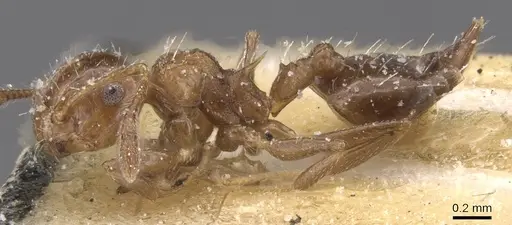 Crematogaster curvispinosa specimen CASENT0912766 image casent0912766_3