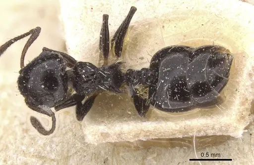 Crematogaster curvispinosa specimen CASENT0912767 image casent0912767_1