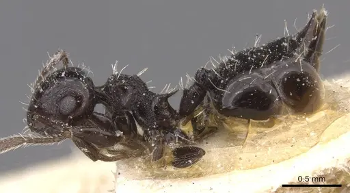 Crematogaster curvispinosa specimen CASENT0912767 image casent0912767_3