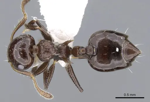 Crematogaster curvispinosa specimen CASENT0914559 image casent0914559_1