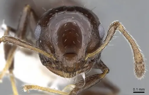 Crematogaster curvispinosa specimen CASENT0914559 image casent0914559_2