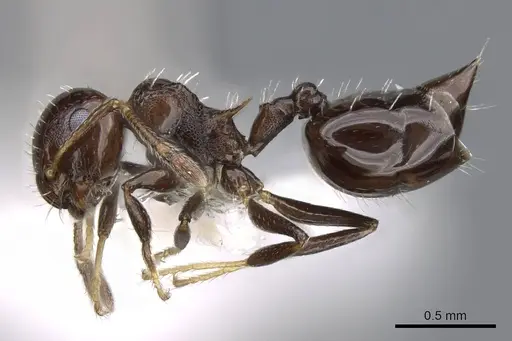 Crematogaster curvispinosa specimen CASENT0914559 image casent0914559_3