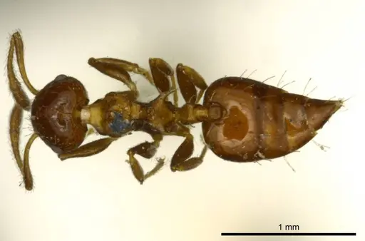 Crematogaster curvispinosa specimen CASENT0919699 image casent0919699_1