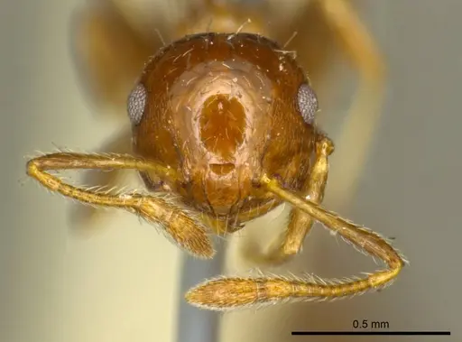 Crematogaster curvispinosa specimen CASENT0919699 image casent0919699_2
