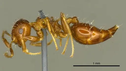 Crematogaster curvispinosa specimen CASENT0919699 image casent0919699_3