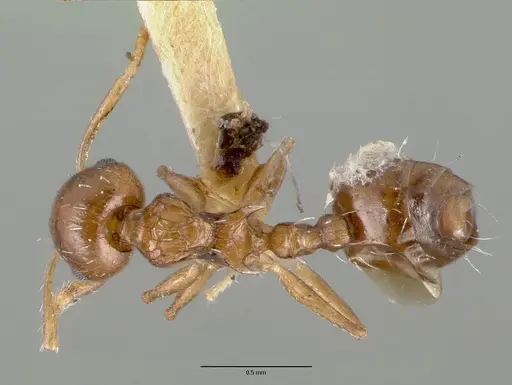 Crematogaster curvispinosa specimen CASTYPE00627 image castype00627_1