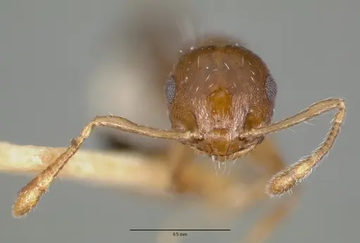 Crematogaster curvispinosa specimen CASTYPE00627 image castype00627_2