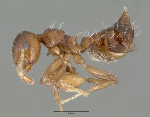 Crematogaster curvispinosa specimen CASTYPE00627 image castype00627_3
