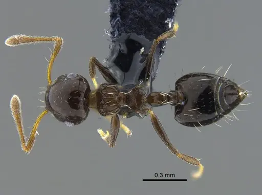 Crematogaster curvispinosa specimen CBUMAGENT41942 image cbumagent41942_1