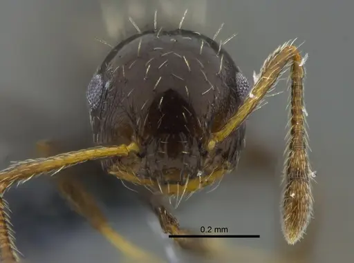 Crematogaster curvispinosa specimen CBUMAGENT41942 image cbumagent41942_2