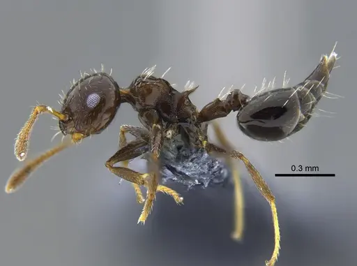 Crematogaster curvispinosa specimen CBUMAGENT41942 image cbumagent41942_3